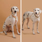 Dog Fashion Collar For Ladies Handmade Design Pet Colorful Neck Ring Small Medium and Large Dogs Lead-collar Wear Supplies
